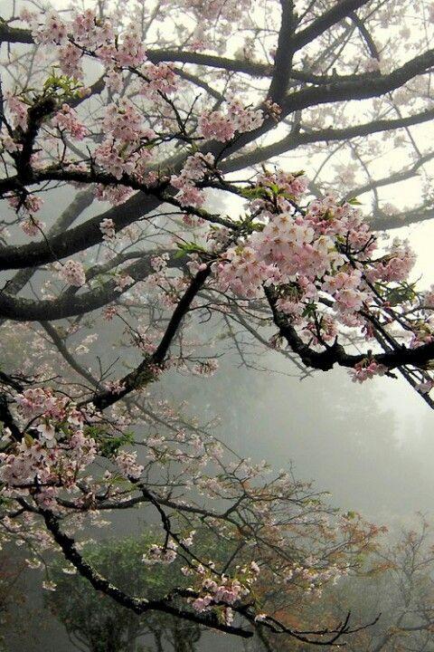 Enchanted Garden Symphony Arrangement